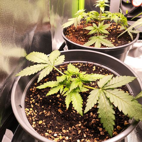 Jack Herer Automatic growlog timeline photo