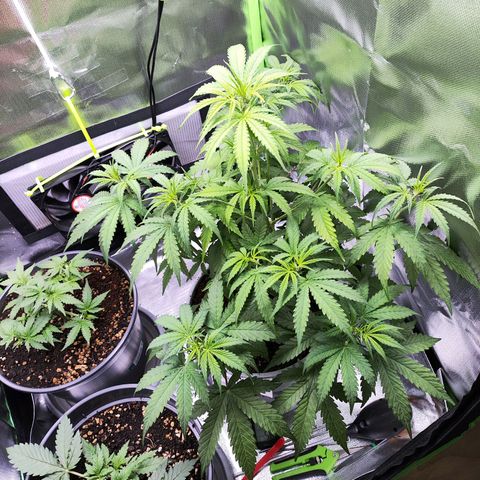 Purple Punch Auto growlog timeline photo