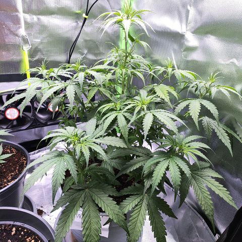 Purple Punch Auto growlog timeline photo