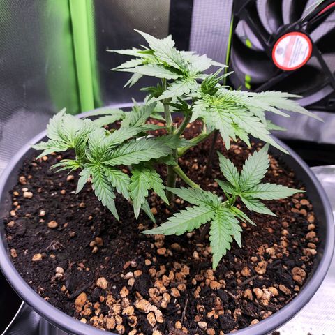 Purple Punch auto growlog timeline photo
