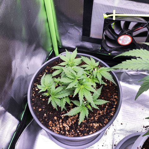 Purple Punch auto growlog timeline photo