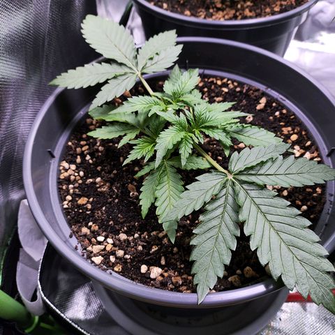 Jack Herer Automatic growlog timeline photo