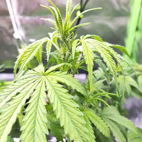 Purple Punch Auto growlog timeline photo