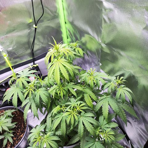 Purple Punch Auto growlog timeline photo
