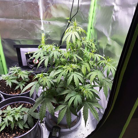 Purple Punch Auto growlog timeline photo