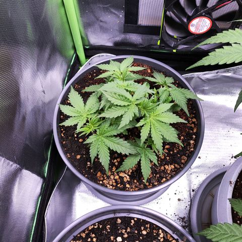 Purple Punch auto growlog timeline photo