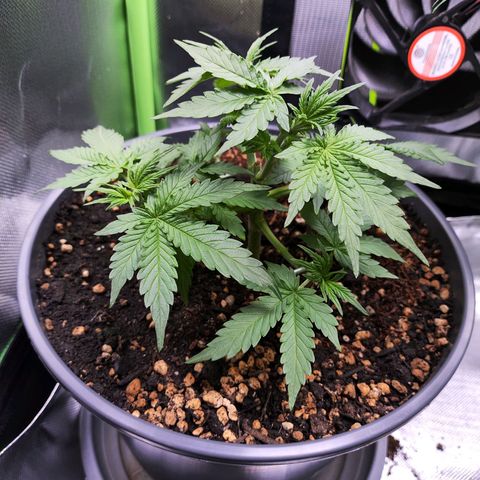 Purple Punch auto growlog timeline photo