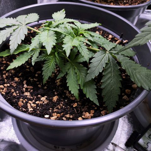 Jack Herer Automatic growlog timeline photo