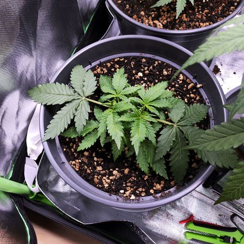 Jack Herer Automatic growlog timeline photo