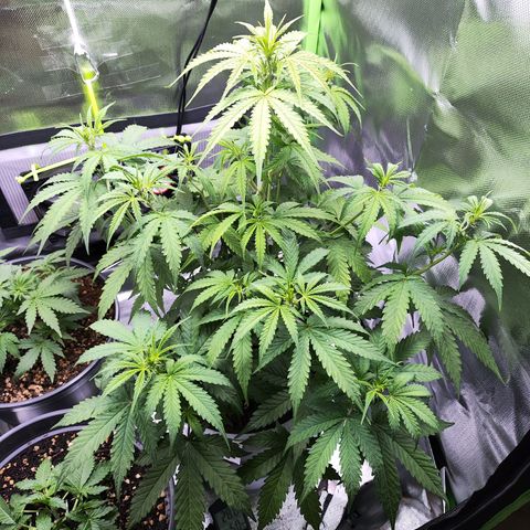 Purple Punch Auto growlog timeline photo