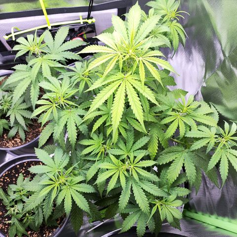 Purple Punch Auto growlog timeline photo