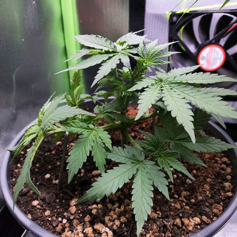 Purple Punch auto growlog timeline photo