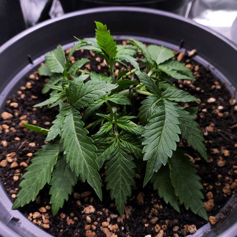 Jack Herer Automatic growlog timeline photo