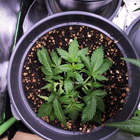 Jack Herer Automatic growlog timeline photo
