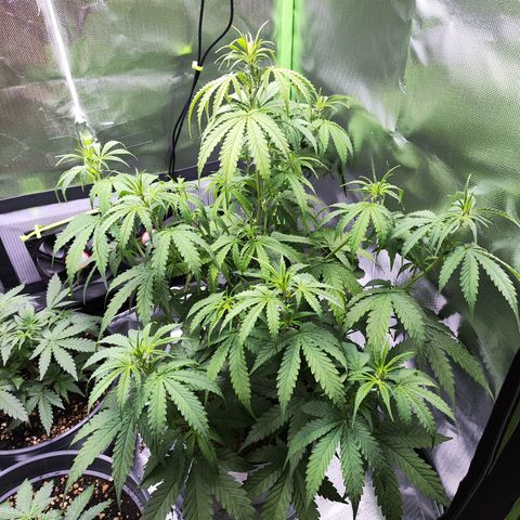 Purple Punch Auto growlog timeline photo