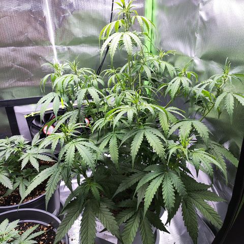 Purple Punch Auto growlog timeline photo