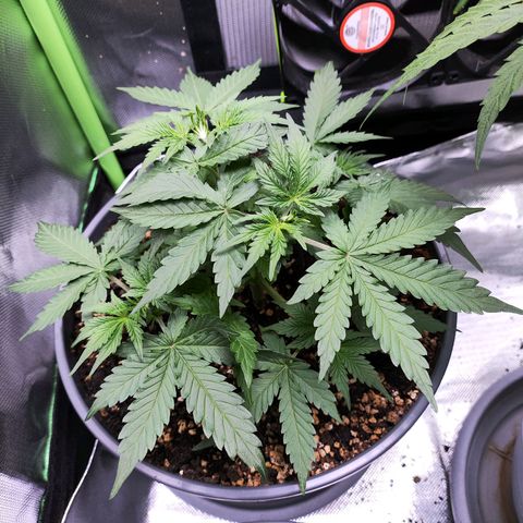 Purple Punch auto growlog timeline photo