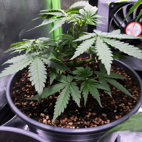 Purple Punch auto growlog timeline photo