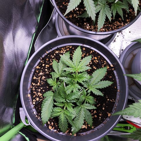 Jack Herer Automatic growlog timeline photo