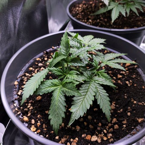 Jack Herer Automatic growlog timeline photo