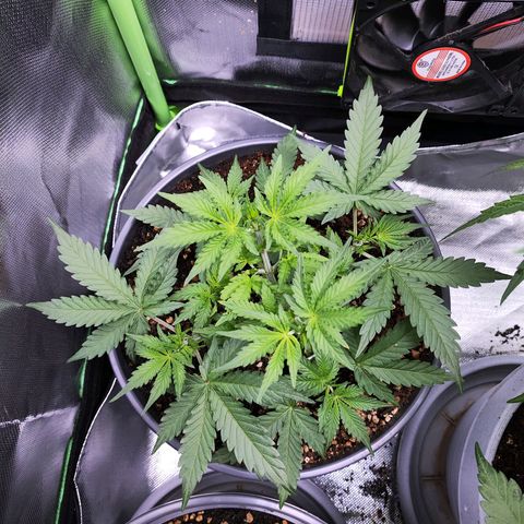 Purple Punch auto growlog timeline photo
