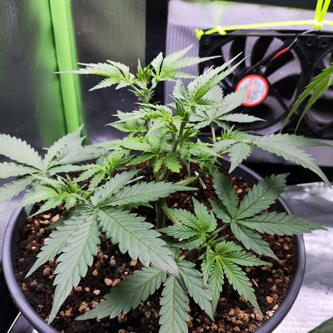 Purple Punch auto growlog timeline photo