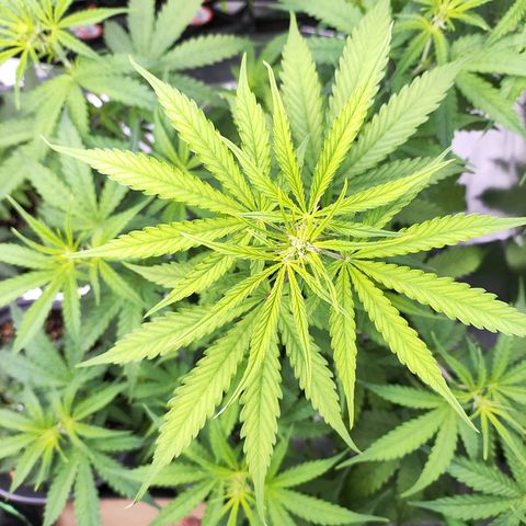 Purple Punch Auto growlog timeline photo