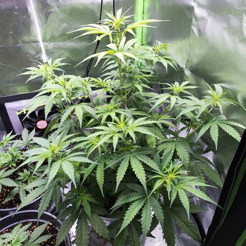 Purple Punch Auto growlog timeline photo