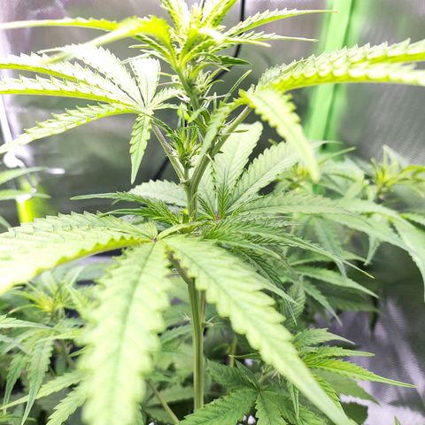 Purple Punch Auto growlog timeline photo