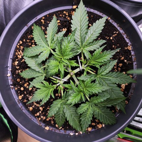 Jack Herer Automatic growlog timeline photo