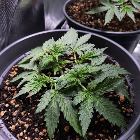 Jack Herer Automatic growlog timeline photo