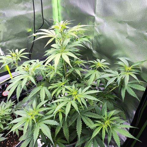 Purple Punch Auto growlog timeline photo