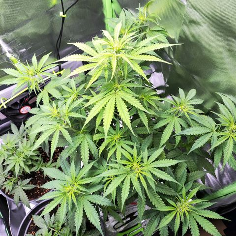 Purple Punch Auto growlog timeline photo