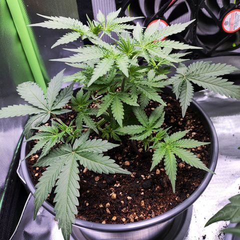 Purple Punch auto growlog timeline photo