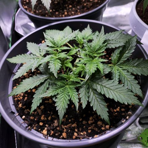 Jack Herer Automatic growlog timeline photo