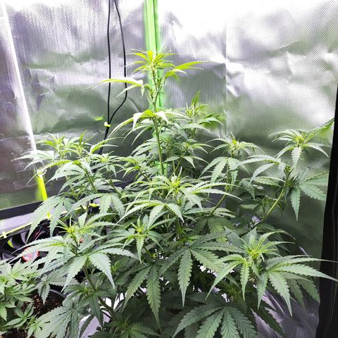 Purple Punch Auto growlog timeline photo