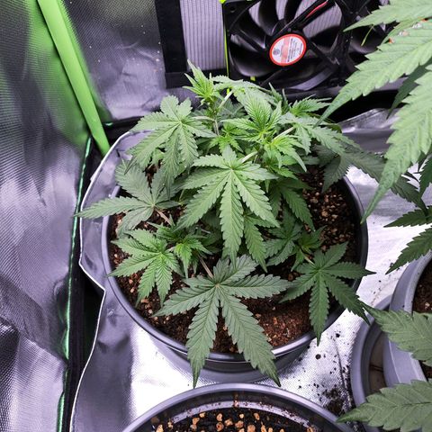 Purple Punch auto growlog timeline photo