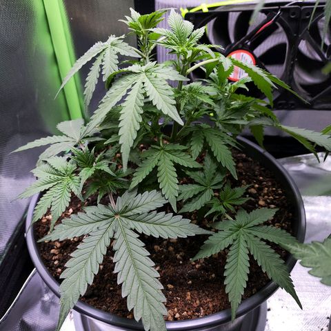Purple Punch auto growlog timeline photo