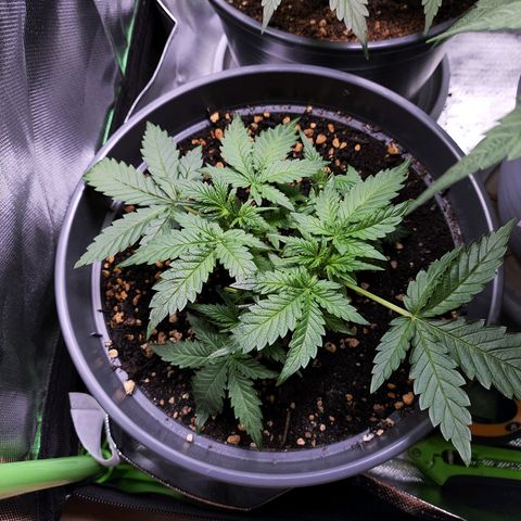 Jack Herer Automatic growlog timeline photo
