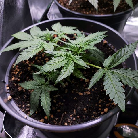 Jack Herer Automatic growlog timeline photo