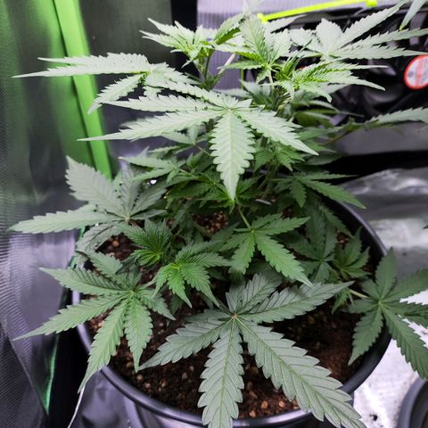 Purple Punch auto growlog timeline photo