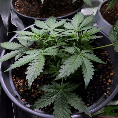 Jack Herer Automatic growlog timeline photo