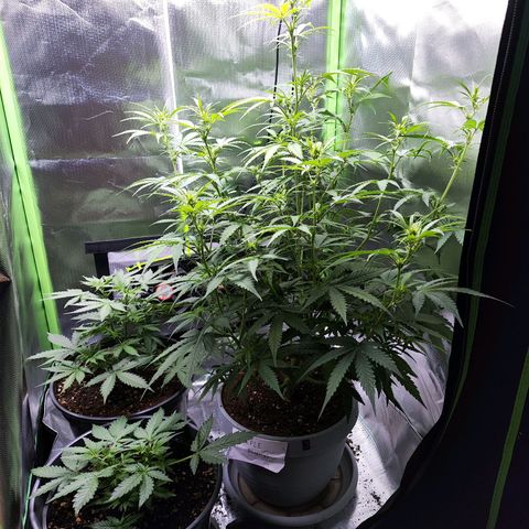 Purple Punch Auto growlog timeline photo