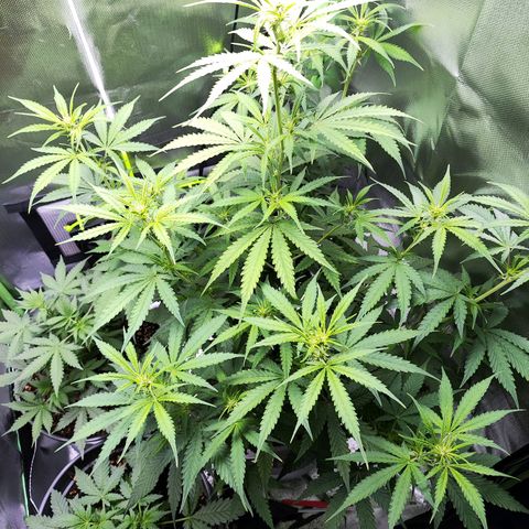 Purple Punch Auto growlog timeline photo