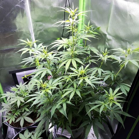 Purple Punch Auto growlog timeline photo