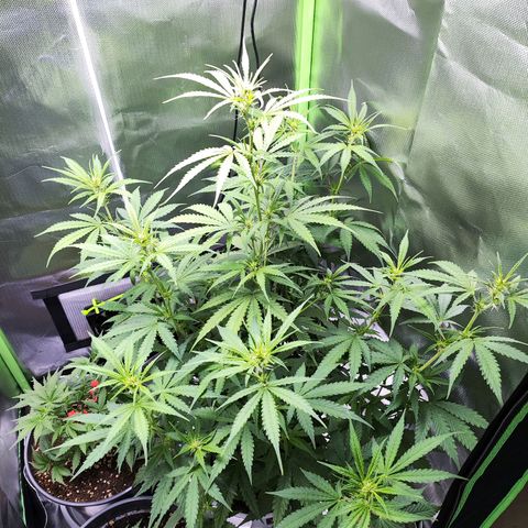 Purple Punch Auto growlog timeline photo
