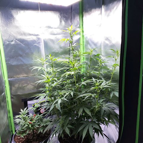 Purple Punch Auto growlog timeline photo