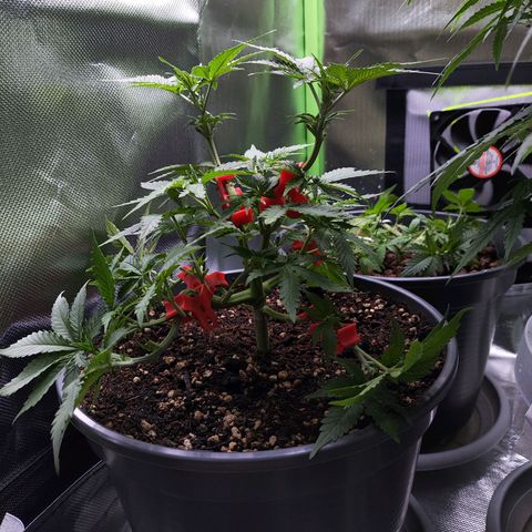 Purple Punch auto growlog timeline photo