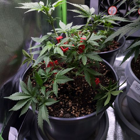 Purple Punch auto growlog timeline photo