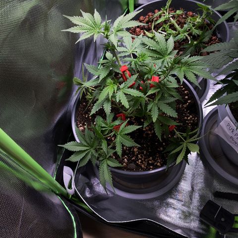 Purple Punch auto growlog timeline photo